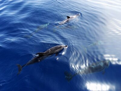 Tenerife: Los Gigantes Whale Watching Cruise by Sail Boat - Cruising out: pilot whales and dolphins in a small-group setting