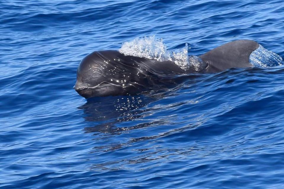 Tenerife: Luxury Private Whale & Dolphin Watching Tour - Choosing 3 Hours vs 6 Hours: What the Extra Time Buys You