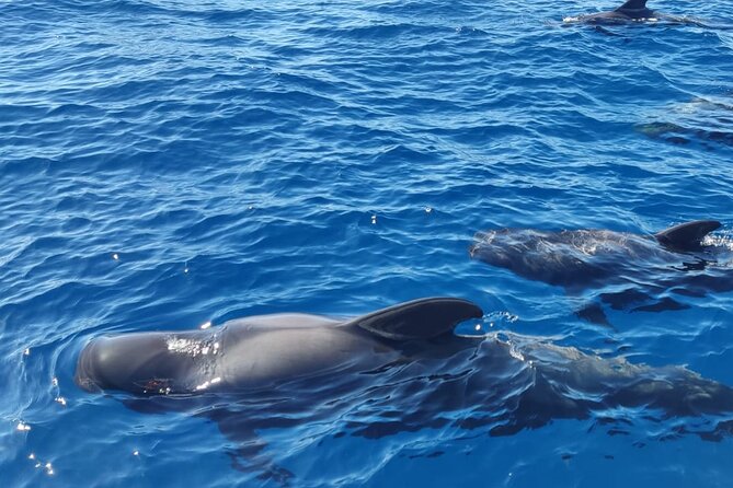 Tenerife Motor Boat Whale Watching & Snorkeling Experience - Boarding at Av. de Colón and Using Puerto Colón Like a Pro