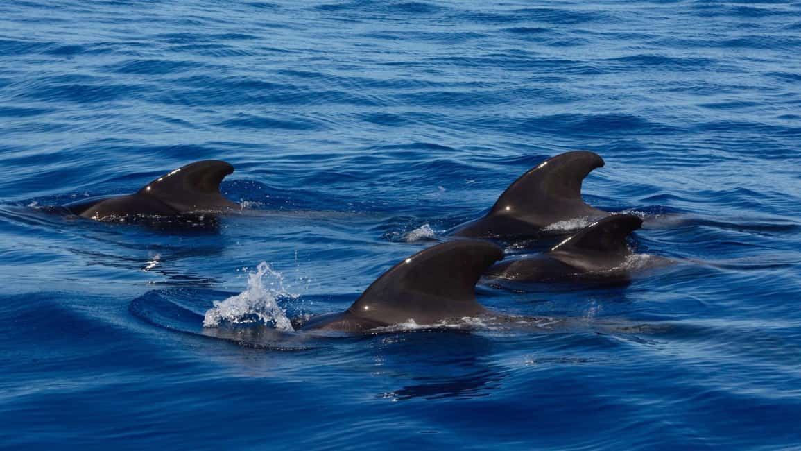Tenerife: Ocean Pack Jet Ski and Yacht Whale Watching - Why this Tenerife combo works so well in one 4-hour block