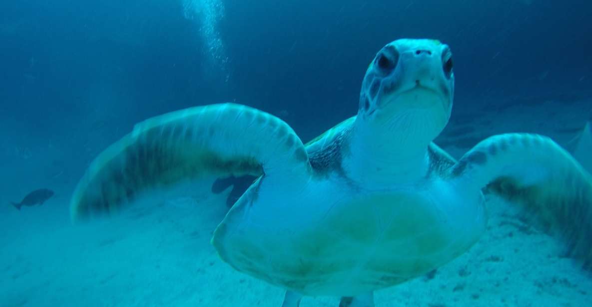 Tenerife : Private Dive for Beginners from a Boat - A first scuba session in Tenerife, without the pressure