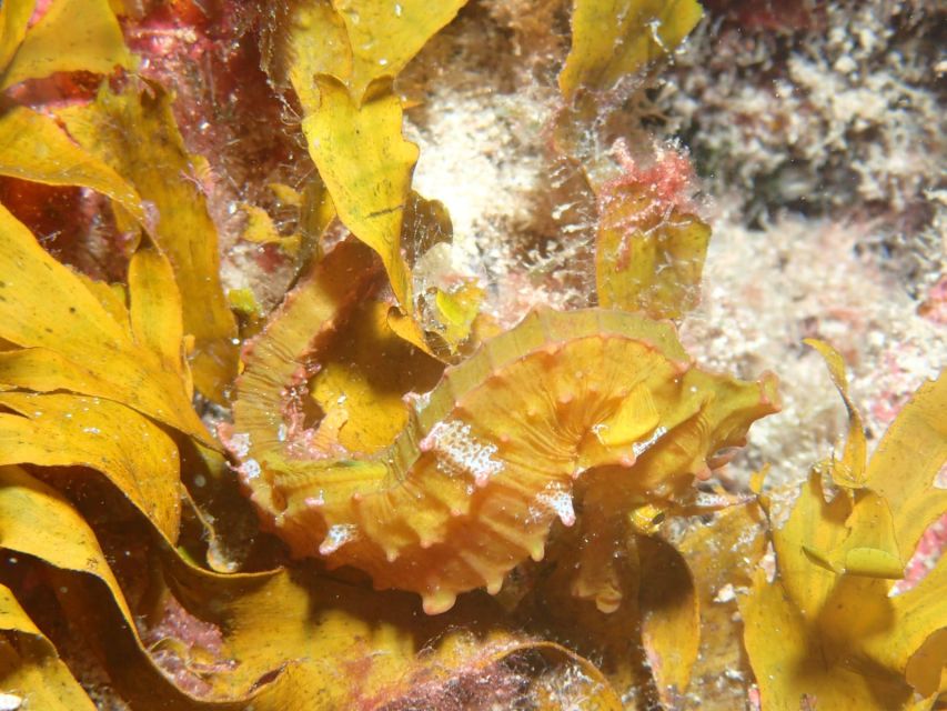 Tenerife : Private Dive for Beginners from a Boat - Boat ride to the dive site: part of the fun