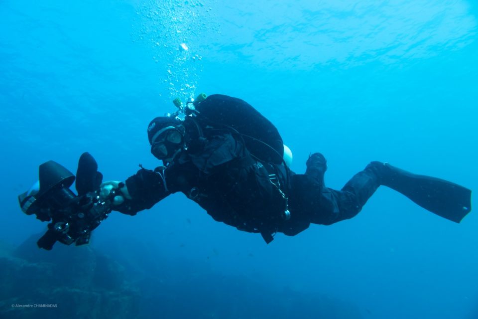 Tenerife : Private Dive for Beginners from a Boat - What you’ll see: marine fauna and flora, in a real habitat