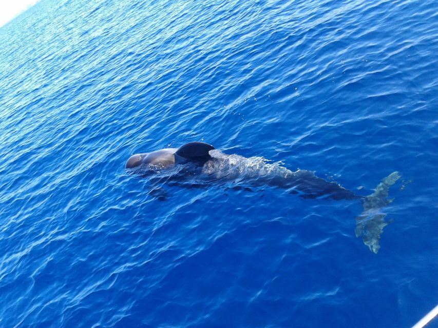 Tenerife: Private or Group 3 Hour Sailing Cruise with Drinks - Quick hits before you go