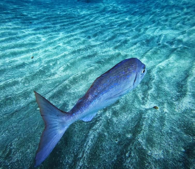 Tenerife: Private Scuba Diving–Certified Instructor & Photos - Safety briefing done the calm way (and why it helps)