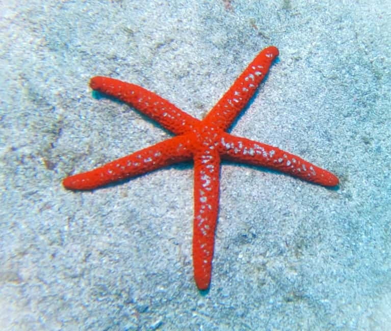 Tenerife: Private Scuba Diving–Certified Instructor & Photos - Your private 2-hour underwater scuba time