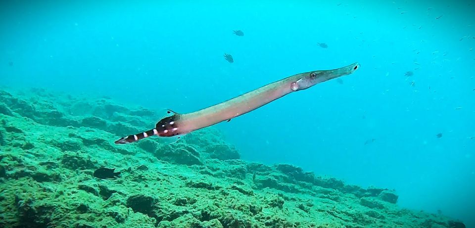Tenerife: Private Scuba Diving–Certified Instructor & Photos - Price and value: what $110 gets you in the real world
