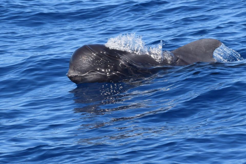 Tenerife: Private Sunset Charter with Drinks and Tapas - Whales and dolphins: how to boost your chances without overhyping it