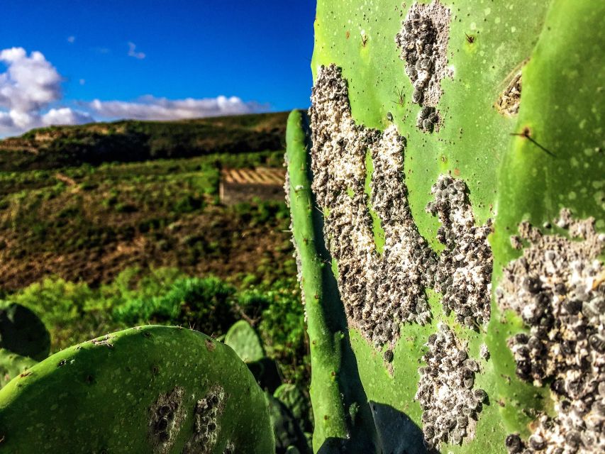 Tenerife Private Tour: Full-Day Volcanic South - San Miguel de Abona + Another Viewpoint Break for Breathing Room