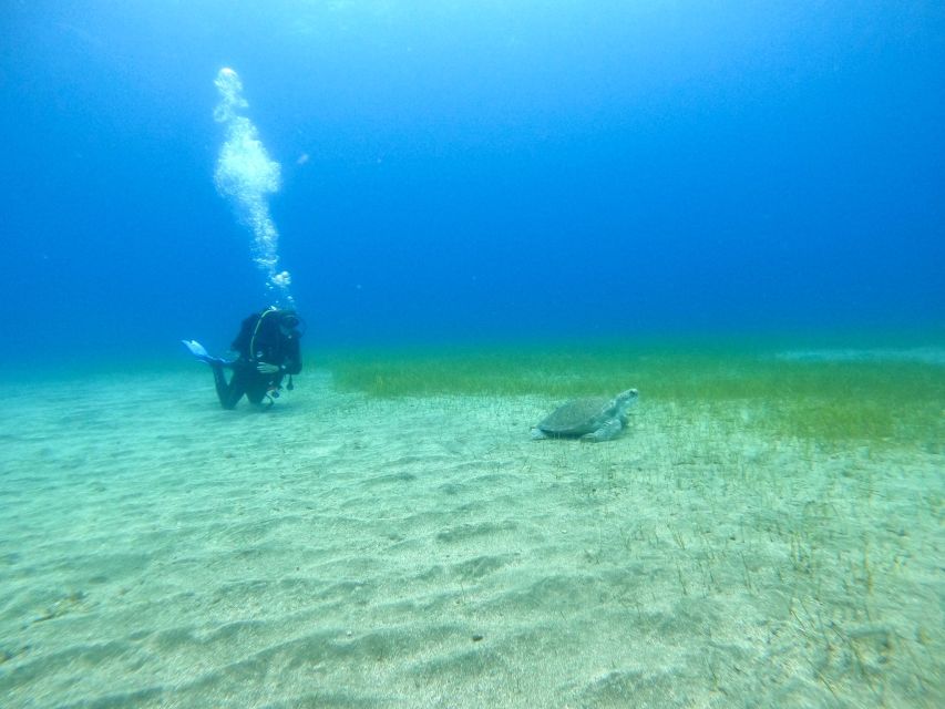 Tenerife: Puerto Colon Certified Scuba Dive by Speed Boat - English-friendly, multi-language support