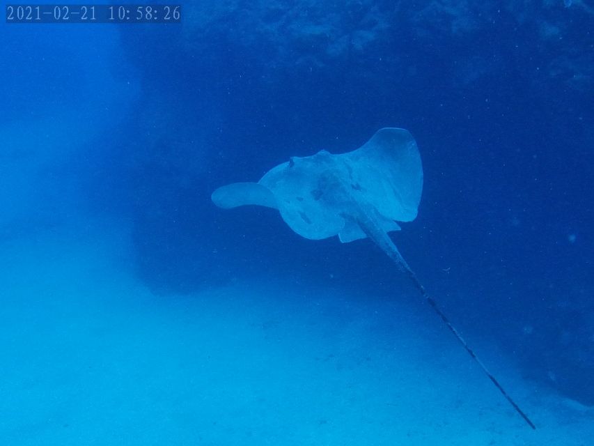 Tenerife: Puerto Colon Certified Scuba Dive by Speed Boat - Speed boat along Tenerife’s south coast: why the ride is part of the value