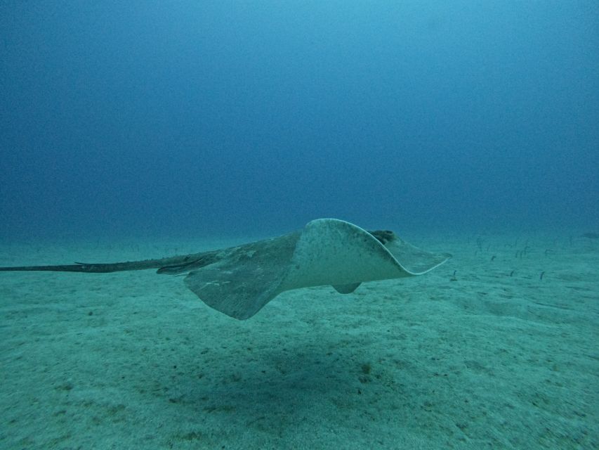 Tenerife: Puerto Colon Certified Scuba Dive by Speed Boat - Up to 20 underwater sites: how your day gets shaped