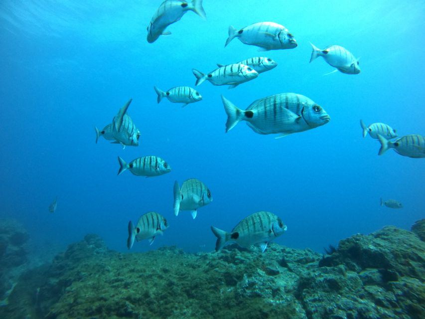 Tenerife: Puerto Colon Certified Scuba Dive by Speed Boat - After the session: rinse, debrief, and logbook stamp