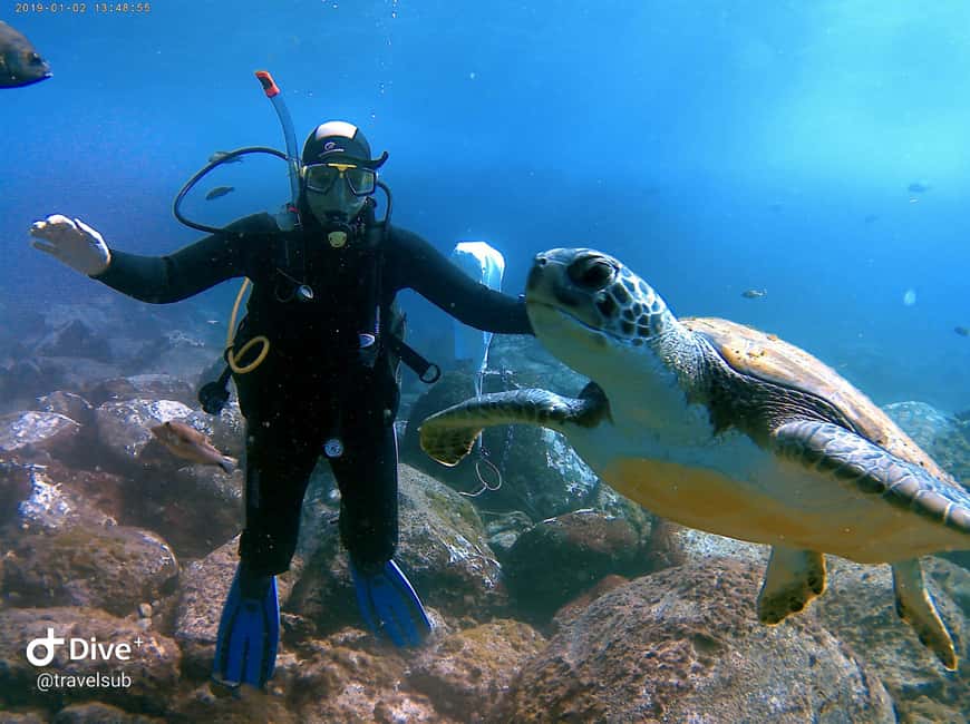 Tenerife: Puerto Colon Discover Scuba Diving Trip - Price and value: why $113 can make sense here