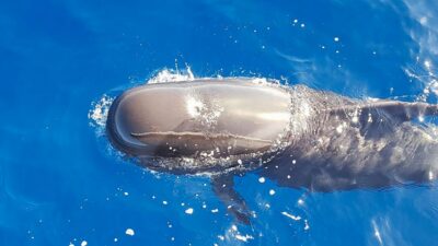 Tenerife: Sailboat Tour with Food and Snorkeling - The wildlife game plan: pilot whales, dolphins, and sea turtles