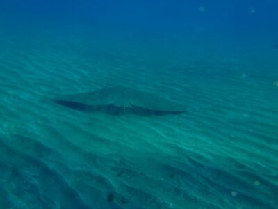 Tenerife Scuba Diving for Certified Divers - How the 6-hour plan really runs: pickup, briefing, two underwater sessions, then a break