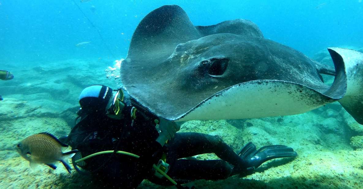 Tenerife: Scuba Diving for Certified Divers in Tenerife - Where This Experience Fits on Tenerife