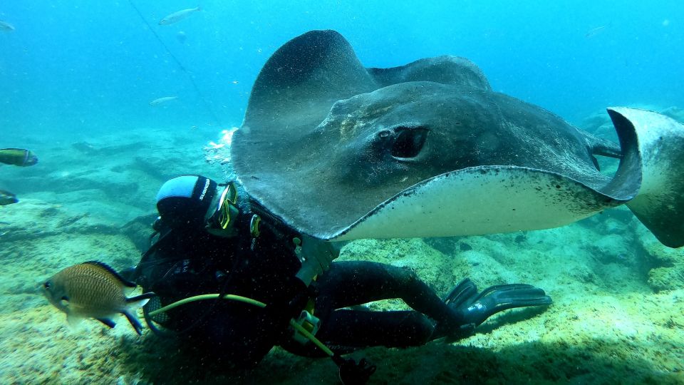 Tenerife: Scuba Diving for Certified Divers in Tenerife - Night Water Time for Atlantic Giants (Read This Part Carefully)
