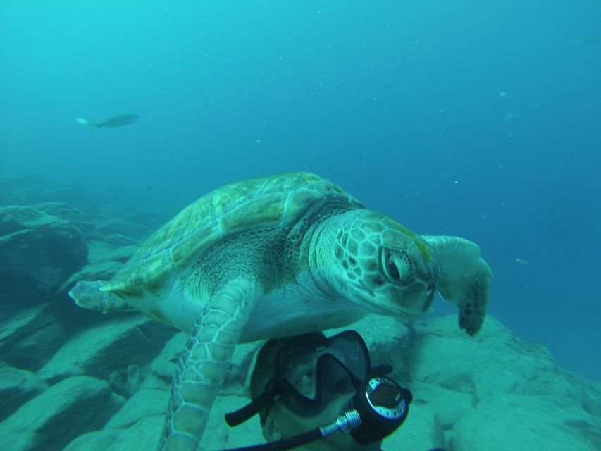 Tenerife: Scuba Diving for Certified Divers in Tenerife - Meeting at Travel Sub in Puerto Colón (and What to Do First)