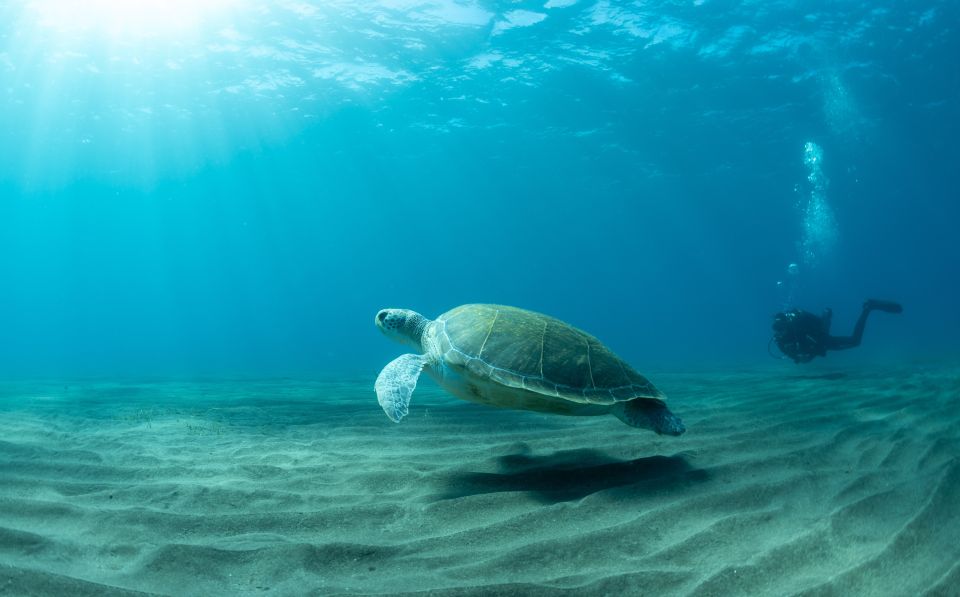 Tenerife: Scuba Diving Lesson and Abades Protected Area Dive - Key things that make this Tenerife underwater session worth it
