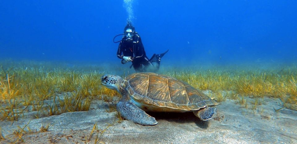 Tenerife: Scuba Diving Lesson and Abades Protected Area Dive - What you get before you ever go underwater