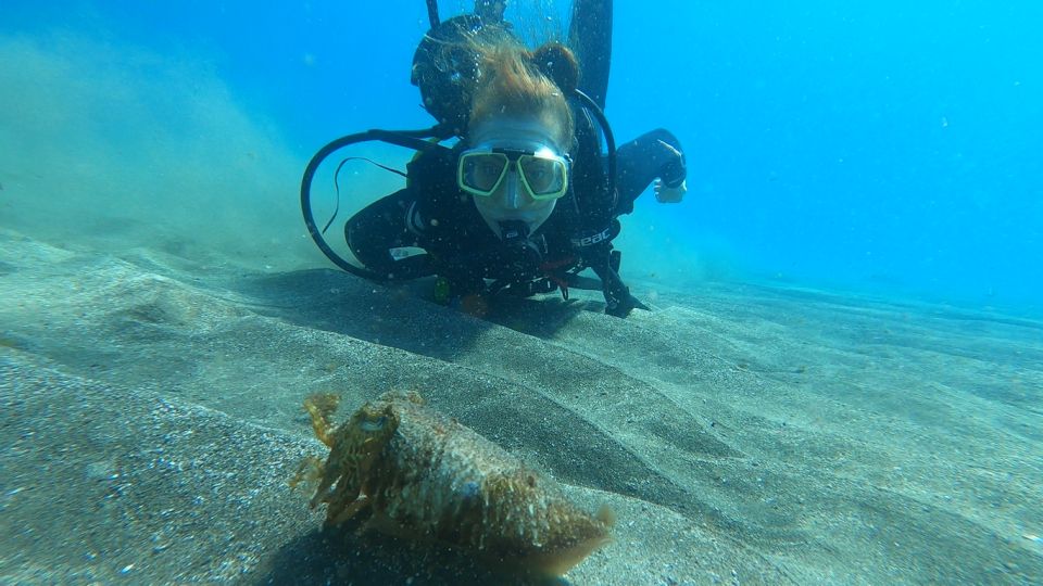 Tenerife: Scuba Diving Lesson and Abades Protected Area Dive - Wildlife spotting: what you might see around Abades