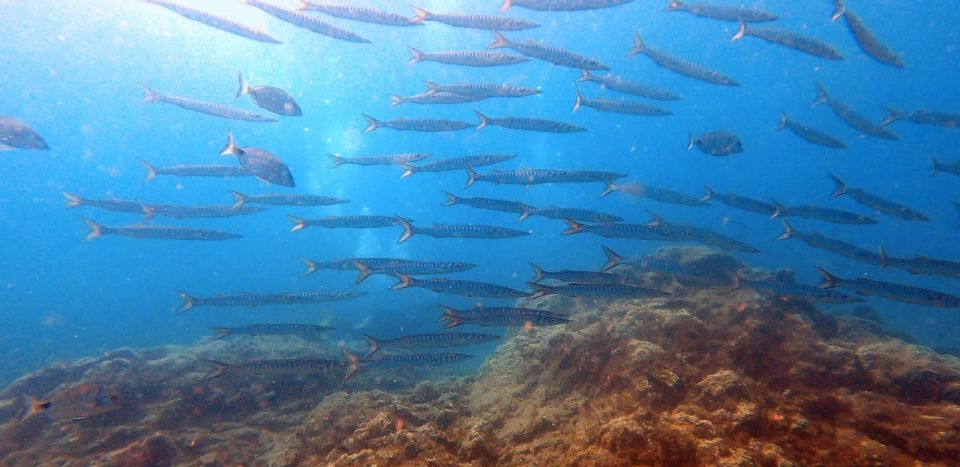 Tenerife: Scuba Diving Lesson and Abades Protected Area Dive - Instructor attention: why the coaching style matters