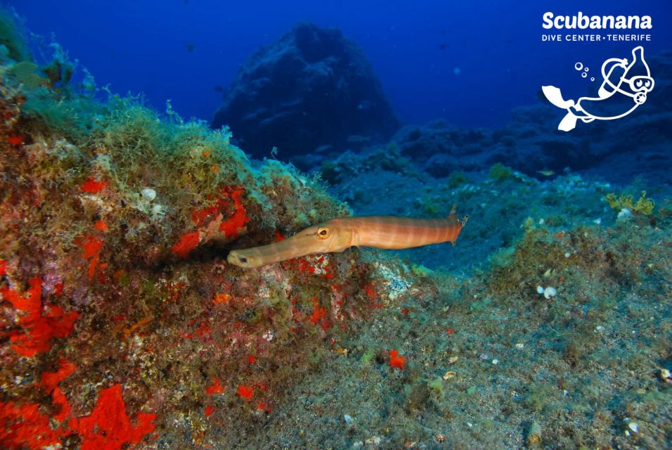 Tenerife: Snorkeling Equipment Rental in Radazul - Key Things to Know Before You Go