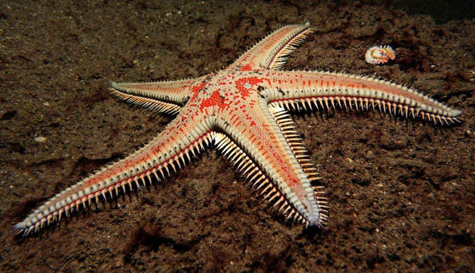 Tenerife: Snorkeling Equipment Rental in Radazul - Why Radazul Works: a Protected Bay for Snorkel Confidence