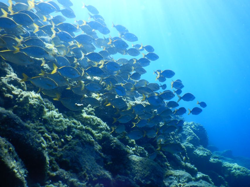 Tenerife : Snorkeling underwater with freediving Instructor - My practical call: should you book Apnea Chikabal in Tenerife?