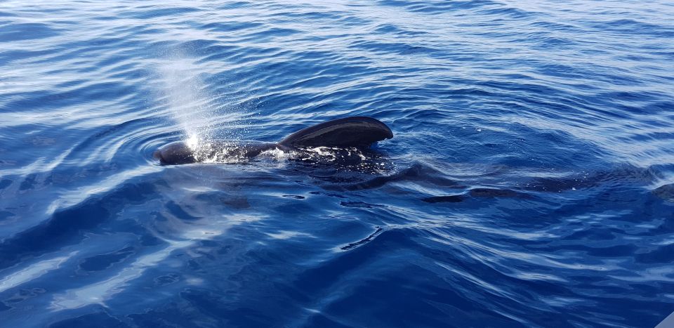 Tenerife: South Island Boat-Trip and Sea Excursion - Dolphin and Wildlife Spotting: What You Can Expect (and What You Can’t)