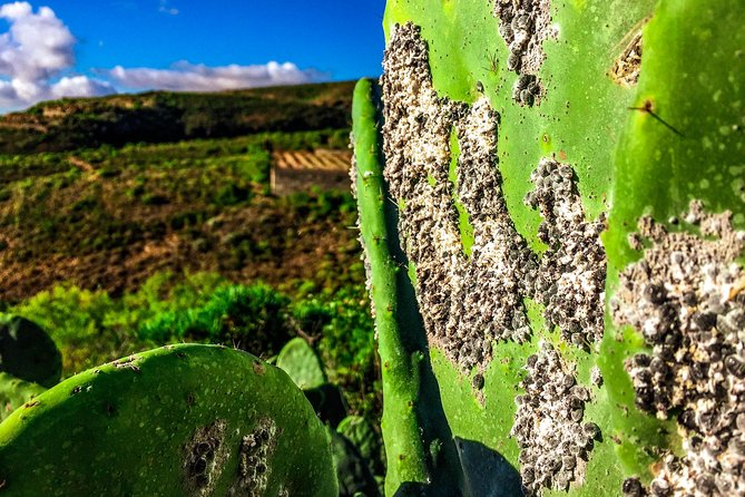 Tenerife South Private Tour: Secrets of the Volcanoes - Stop 4: Vilaflor’s Ash-Covered Terraces and Water Use
