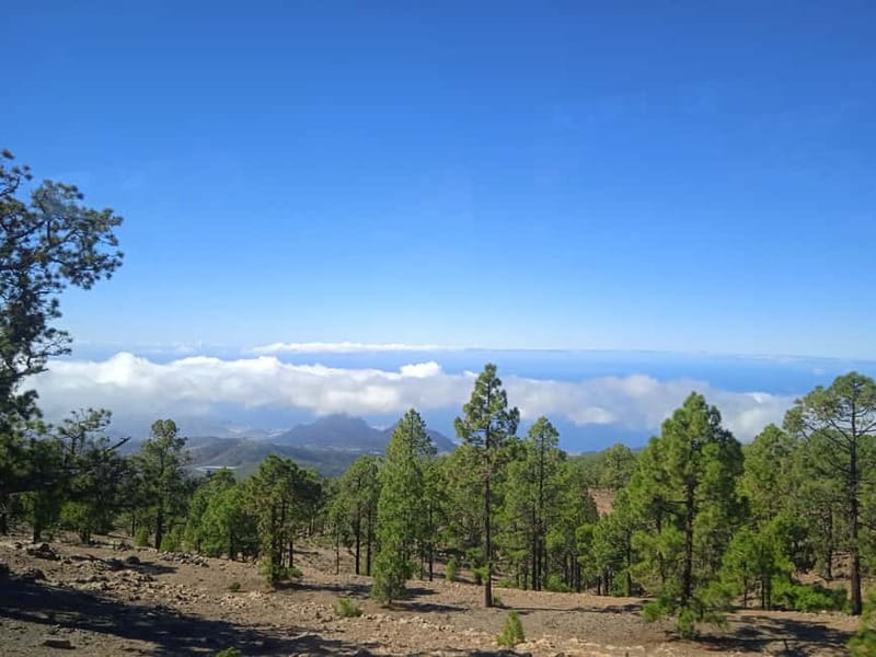 Tenerife: Teide, Icod de los Vinos & Garachico Full Day Tour - Who Should Book This Tour (and Who Should Think Twice)
