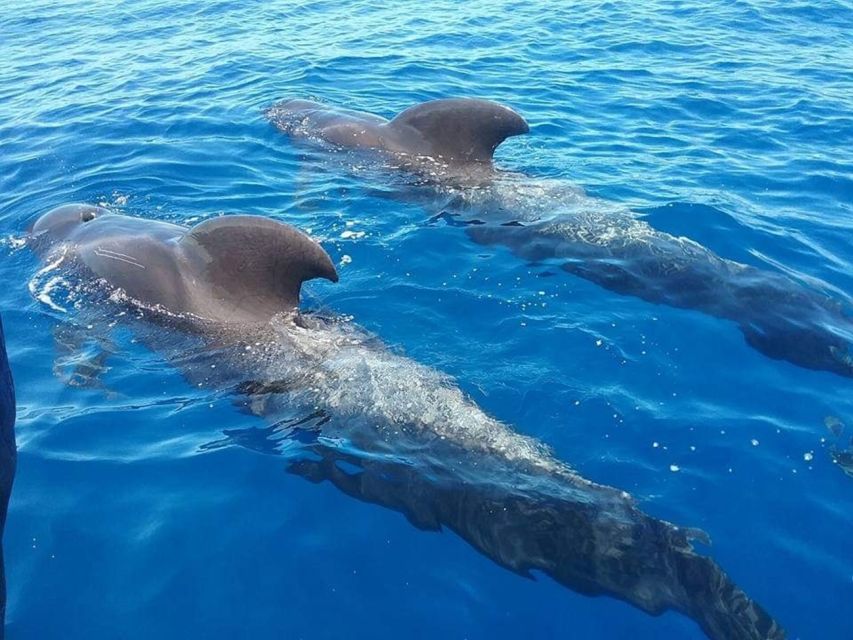 Tenerife: Teide National Park and Dolphins Sailboat Tour - Key highlights you’ll feel right away