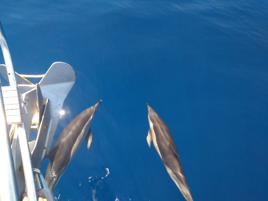 Tenerife: Teide National Park and Dolphins Sailboat Tour - Dolphins and pilot whales: what to expect on the water