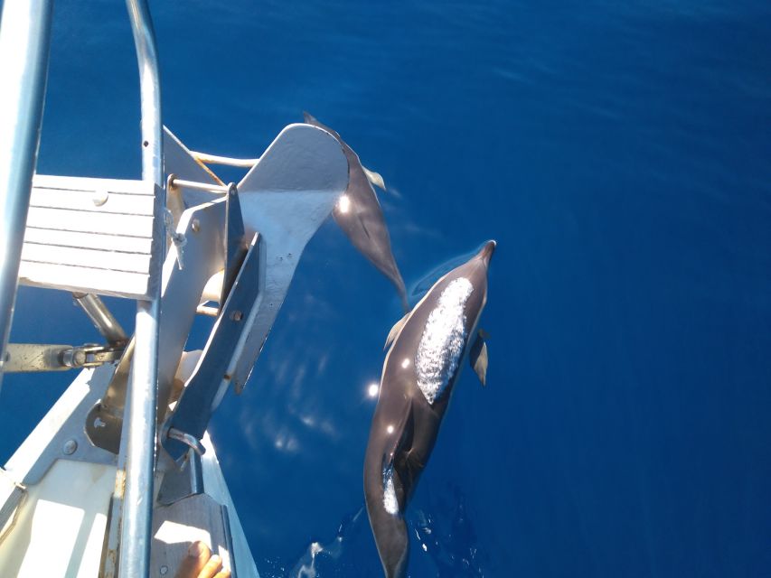 Tenerife: Teide National Park and Dolphins Sailboat Tour - The bar, the snacks, and why it matters more than you think