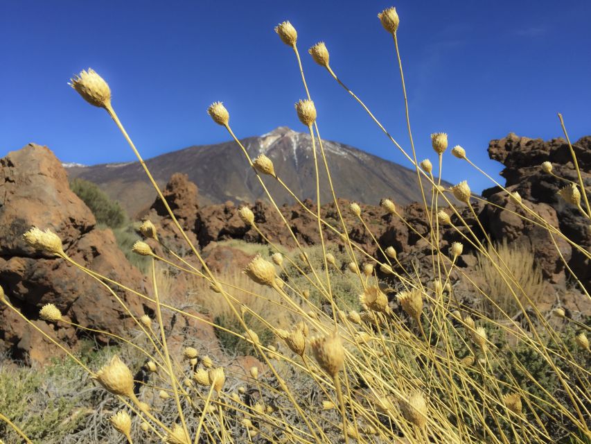 Tenerife: Teide National Park & Teno Rural Park Private Tour - Price and value: is $888 for two a fair trade?