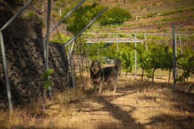 Tenerife: Tour of an Organic Vineyard with Tasting & Snacks - Walking Stops Where Old Vines and Winemaking Meet