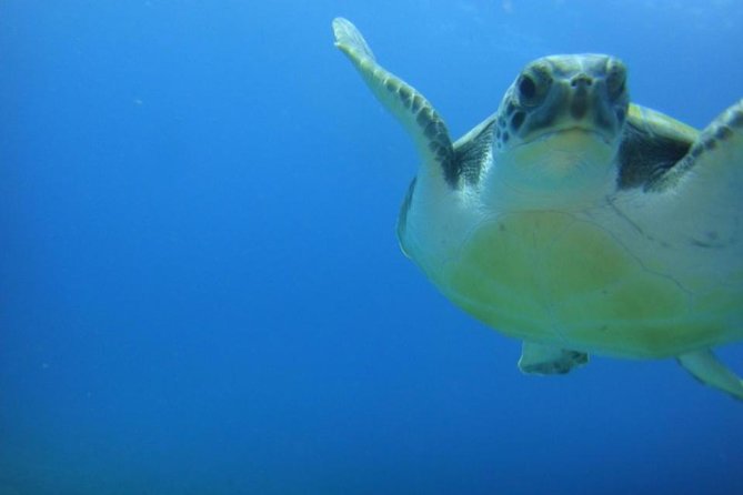 Tenerife Turtle and Snorkel Tour from Costa Adeje - Entering the Turtle Zone: What the Tour Actually Does