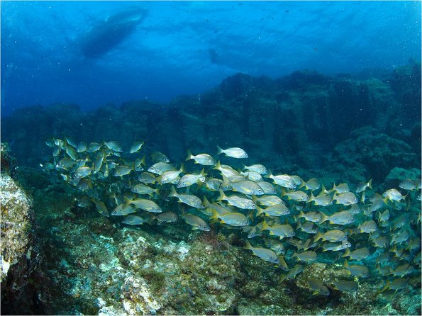 Tenerife Turtle and Snorkel Tour from Costa Adeje - The 3-Hour Itinerary: From Boat Ride to Turtle-Candidate Coves