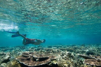 Tenerife Turtle and Snorkel Tour from Costa Adeje - Meeting Point in Costa Adeje: Where You Start and Why It Matters
