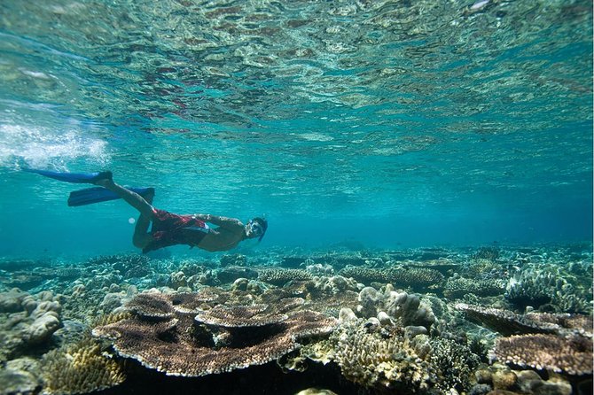 Tenerife Turtle and Snorkel Tour from Costa Adeje - Underwater Expectations: Turtles Are the Star, But Not the Only Show