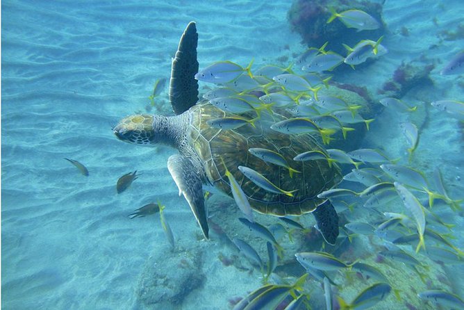 Tenerife Turtle and Snorkel Tour from Costa Adeje - Safety and Sea Conditions: What You Should Watch For Before You Trust the Day