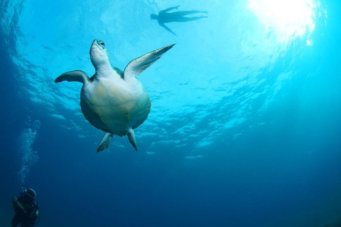 Tenerife Turtle and Snorkel Tour from Costa Adeje - Price and Value: Is $57.67 Good for This Tenerife Trip?