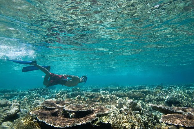 Tenerife Turtle and Snorkel Tour from Costa Adeje - Meeting Point in Costa Adeje: Where You Start and Why It Matters