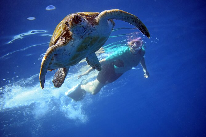Tenerife: Turtle & Dolphin Kayak Tour with Snorkel & Wetsuit - Key highlights you’ll actually care about