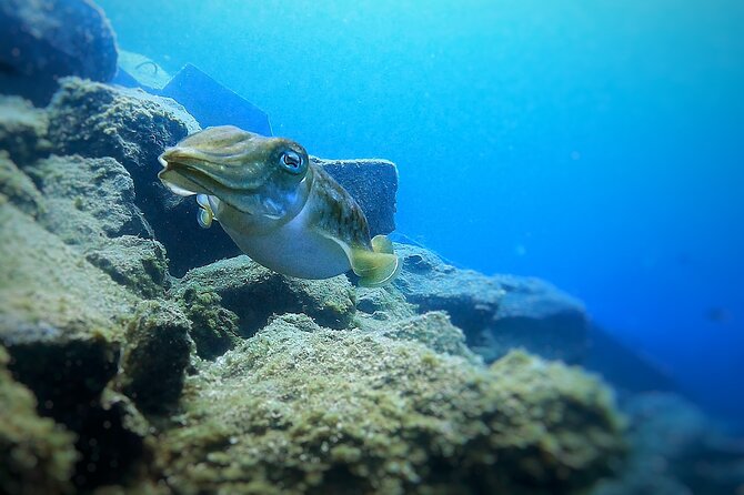Tenerife Under The Sea - dive into 1-1 personalised experience - Key Things You’ll Notice Right Away