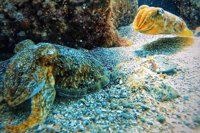 Tenerife Under The Sea - dive into 1-1 personalised experience - Who This Works For—and Who Should Skip It