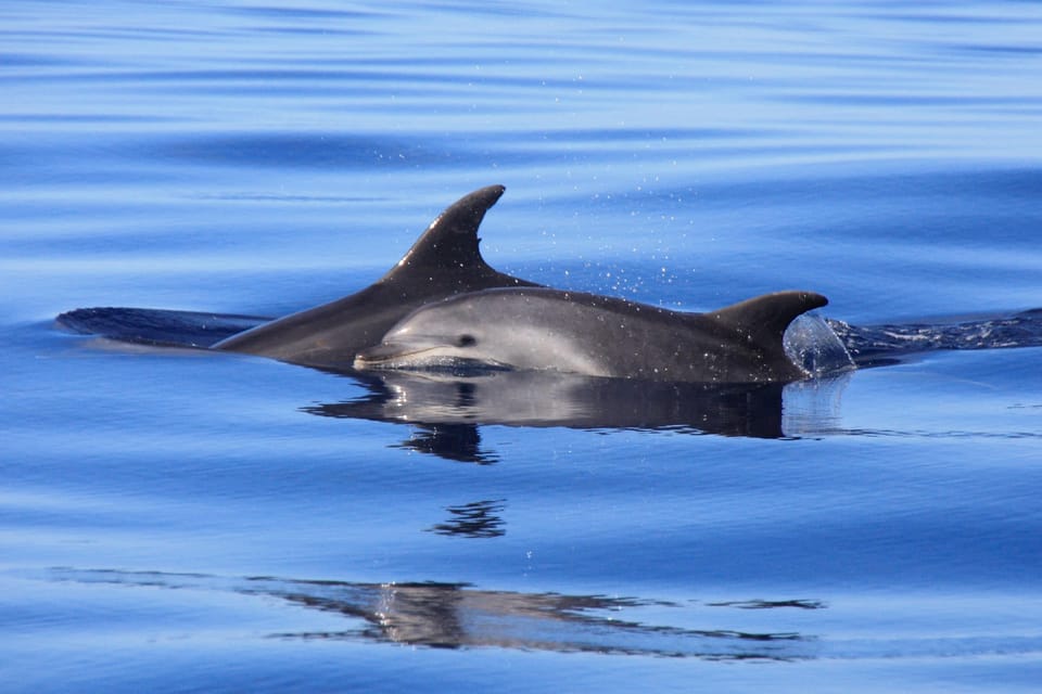 Tenerife: Whale and Dolphin Watching Boat Tour - Key things to know before you go