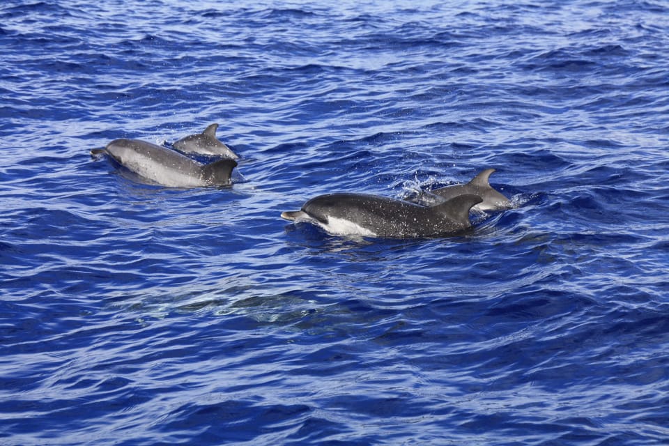 Tenerife: Whale and Dolphin Watching Boat Tour - FAQ